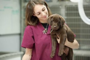veterinarian assistant with a puppy