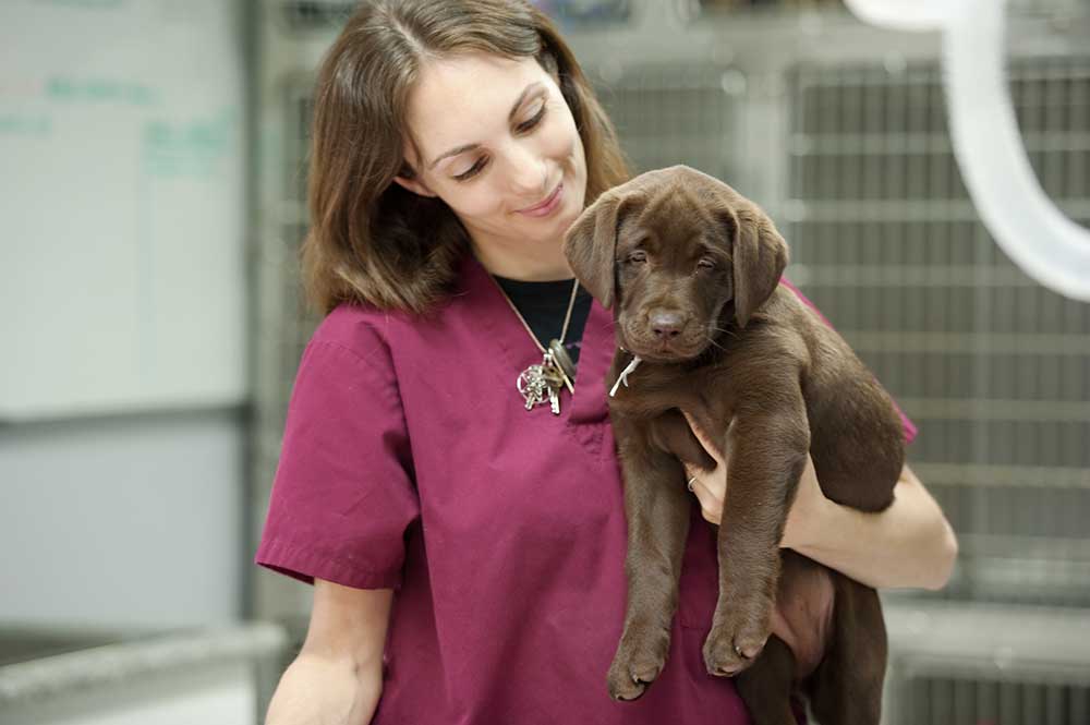 What does a Veterinarian Assistant do and How to become One.