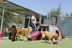 animal care worker with dogs