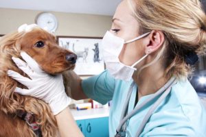 how to become a veterinarian