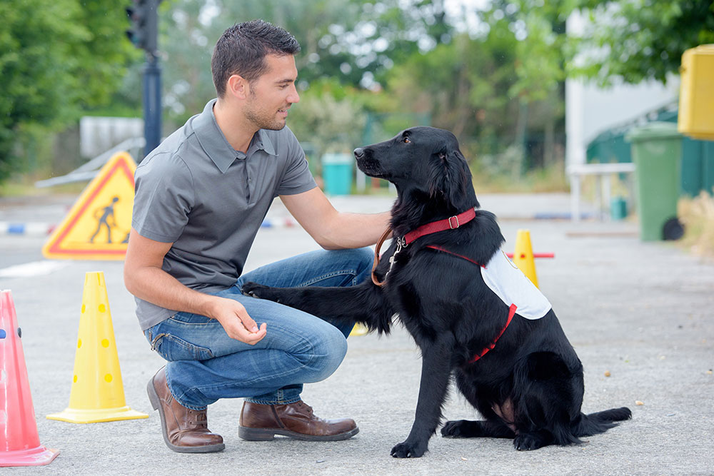 Service Dog Training