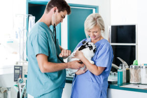 how to become a vet tech
