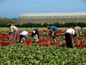 what do farm labor contractors do