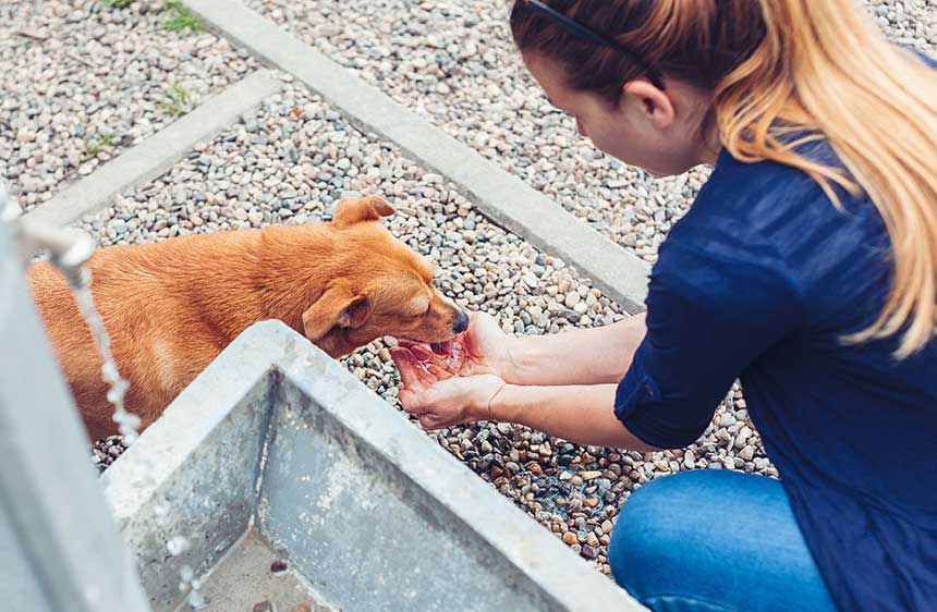 what does an animal control worker do