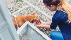 what does an animal control worker do