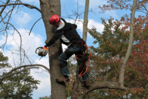 become a tree trimmer