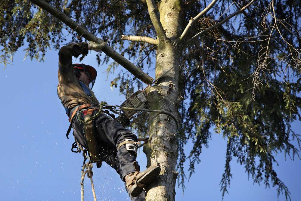 become an arborist