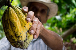 chocolate cocoa farm